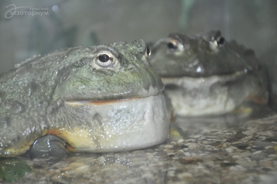 Зимний холод нипочём — в зоопарк с тобой пойдем!  Жаркая акция в Тульском Экзотариуме для родителя и ребёнка вместе с Хомсбокс!