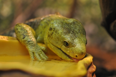 Зимний холод нипочём — в зоопарк с тобой пойдем!  Жаркая акция в Тульском Экзотариуме для родителя и ребёнка вместе с Хомсбокс!