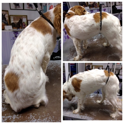 Груминг на Октябрьской, 80А