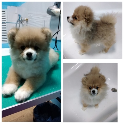 Груминг на Октябрьской, 80А