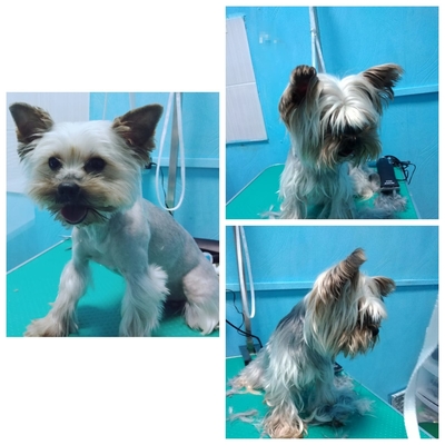 Груминг на Октябрьской, 80А