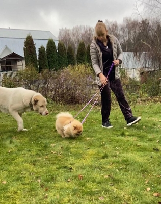 Happy Dog — зоопсихолог-кинолог Галина Козлова