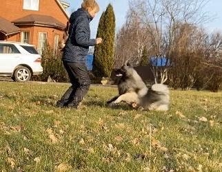 Happy Dog — зоопсихолог-кинолог Галина Козлова