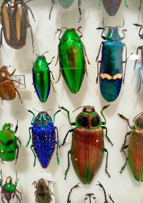 Выставка тропических бабочек и авторские мастер‑классы со скидкой до 40%