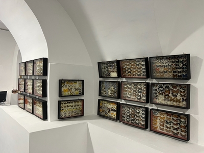 Тропические бабочки, выставка