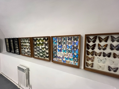 Выставка тропических бабочек и авторские мастер‑классы со скидкой до 40%