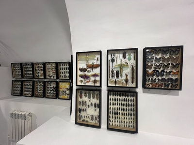 Выставка тропических бабочек и авторские мастер‑классы со скидкой до 40%