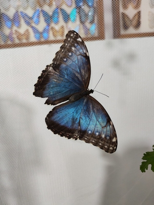 Выставка тропических бабочек и авторские мастер‑классы со скидкой до 40%