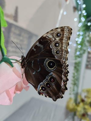 Тропические бабочки, выставка