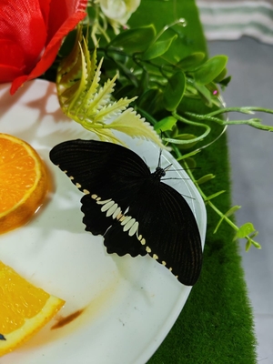 Выставка тропических бабочек и авторские мастер‑классы со скидкой до 40%