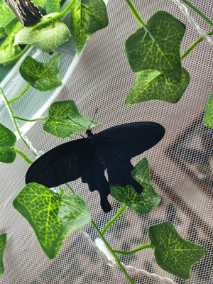 Выставка тропических бабочек и авторские мастер‑классы со скидкой до 40%