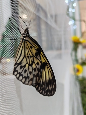 Тропические бабочки, выставка