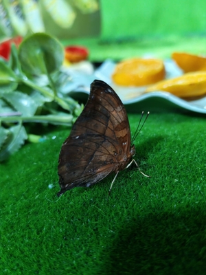 Выставка тропических бабочек и авторские мастер‑классы со скидкой до 40%