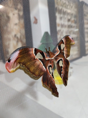 Выставка тропических бабочек и авторские мастер‑классы со скидкой до 40%