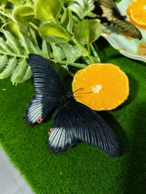 Выставка тропических бабочек и авторские мастер‑классы со скидкой до 40%