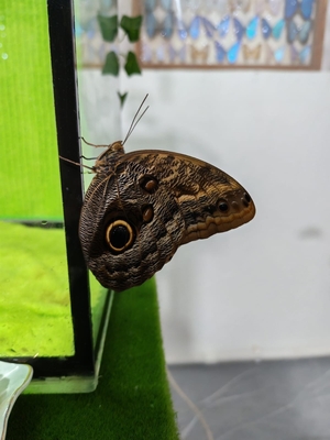 Выставка тропических бабочек и авторские мастер‑классы со скидкой до 40%