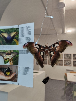 Выставка тропических бабочек и авторские мастер‑классы со скидкой до 40%