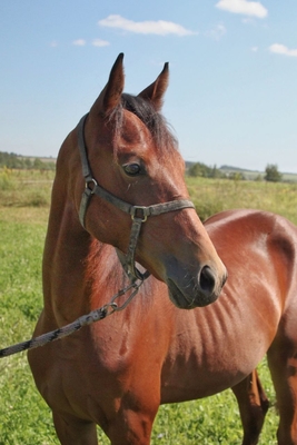 Ворожба, конюшня