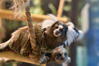 Зимний холод нипочём — в зоопарк с тобой пойдем!  Жаркая акция в Тульском Экзотариуме для родителя и ребёнка вместе с Хомсбокс!