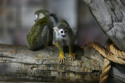 Зимний холод нипочём — в зоопарк с тобой пойдем!  Жаркая акция в Тульском Экзотариуме для родителя и ребёнка вместе с Хомсбокс!