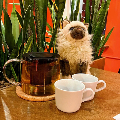 Кафе Суп с котом