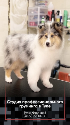 Груминг на фрунзе