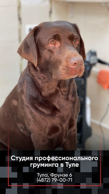 Груминг на фрунзе