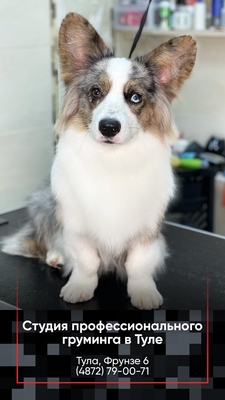 Груминг на фрунзе