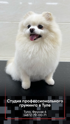 Груминг на фрунзе