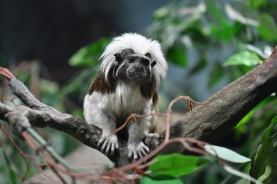 Зимний холод нипочём — в зоопарк с тобой пойдем!  Жаркая акция в Тульском Экзотариуме для родителя и ребёнка вместе с Хомсбокс!