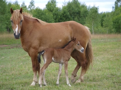 Загородный комплекс «Сафари Паркъ»