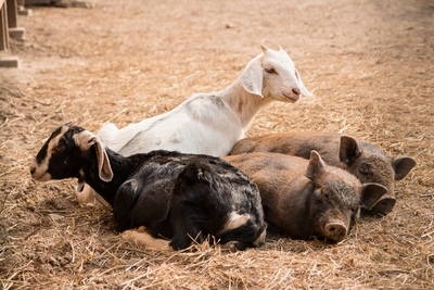 Скидка до 41% на отдых в подмосковном отеле «Foresta Festival Park»: уютные номера и коттеджи, питание, бильярд и многое другое!