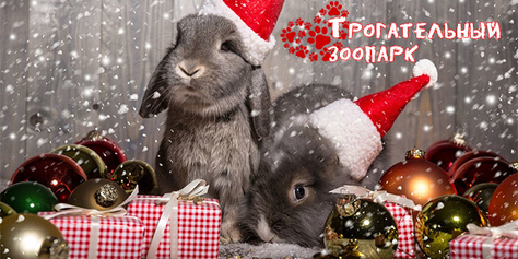 Трогательный зоопарк для взрослых и детей ждёт Вас! Скидка 50% на входной билет!