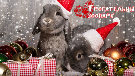 Трогательный зоопарк для взрослых и детей ждёт Вас! Скидка 50% на входной билет!